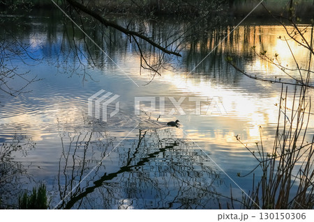 Spring Landscape at the Lake with Reflections Spring Landscape at the Lake with Reflections 130150306