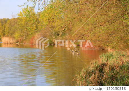 Spring Landscape at the Lake with Reflections Spring Landscape at the Lake with Reflections 130150318