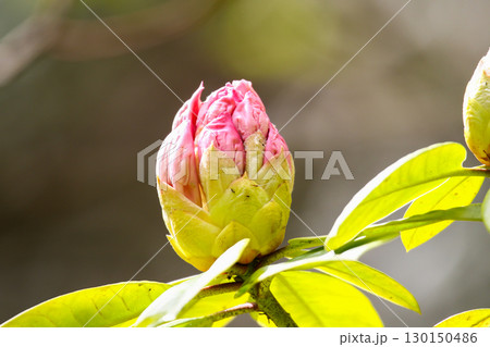 Rhododendron Buds and Flowers Close Up Details 130150486