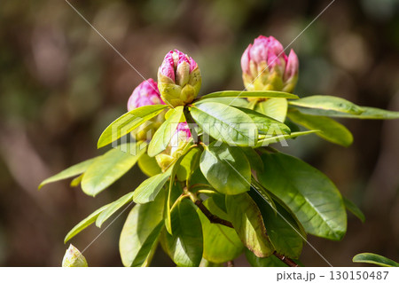 Rhododendron Buds and Flowers Close Up Details Rhododendron Buds and Flowers Close Up Details 130150487