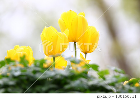 Yellow Wild Tulips Close Up in the Spring Park Yellow Wild Tulips Close Up in the Spring Park 130150511