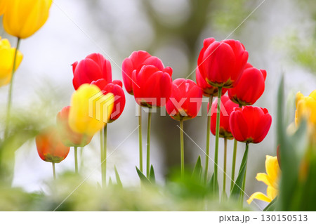 Red and Yellow Wild Tulips Blooming in Spring 130150513
