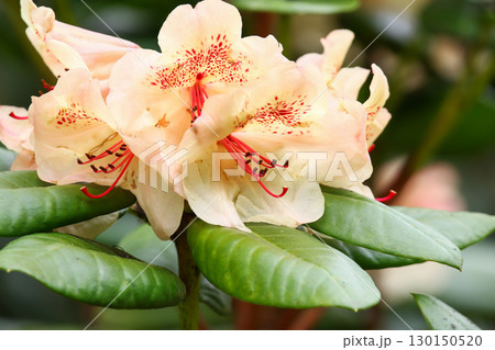 Rhododendron Buds and Flowers Close Up Details Rhododendron Buds and Flowers Close Up Details 130150520