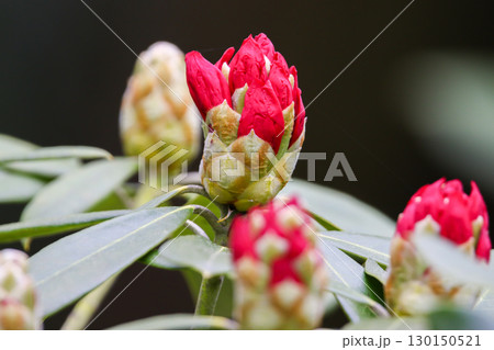 Rhododendron Buds and Flowers Close Up Details Rhododendron Buds and Flowers Close Up Details 130150521