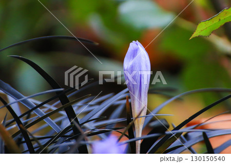 Blue Wild Crocus Flowers Showcasing Beauty in the Park 130150540