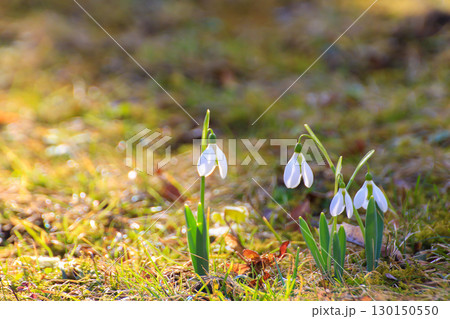 Wild Snowdrops Close Up in the Spring Park Wild Snowdrops Close Up in the Spring Park 130150550