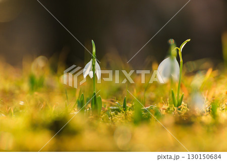 Wild Snowdrops Close Up in the Spring Park Wild Snowdrops Close Up in the Spring Park 130150684