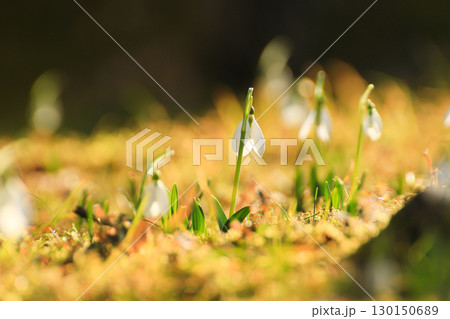 Wild Snowdrops Close Up in the Spring Park 130150689