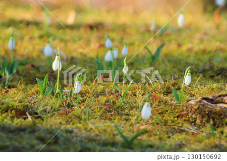 Wild Snowdrops Close Up in the Spring Park 130150692