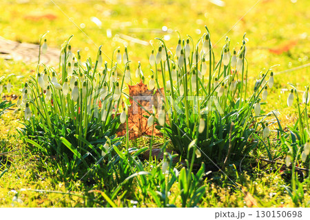Wild Snowdrops Close Up in the Spring Park Wild Snowdrops Close Up in the Spring Park 130150698