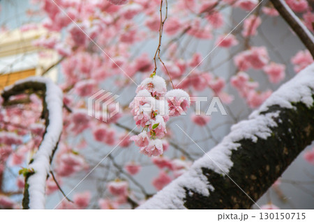 Sakura Flowers Covered in Snow Showcasing Nature's Beauty 130150715