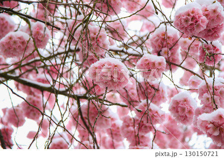 Sakura Flowers Covered in Snow Showcasing Nature's Beauty 130150721