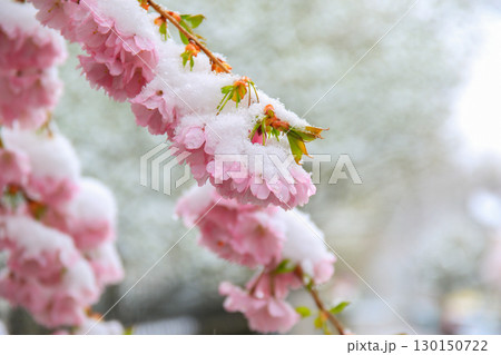 Sakura Flowers Covered in Snow Showcasing Nature's Beauty 130150722