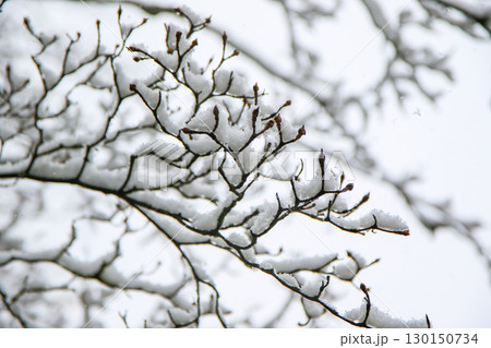 Magnolia Bud Flowers Delicately Covered in Snow Details 130150734