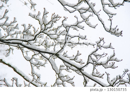 Magnolia Bud Flowers Delicately Covered in Snow Details 130150735