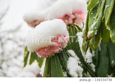 Rhododendron Flowers Covered in Snow Showcasing Nature's Beauty 130150736
