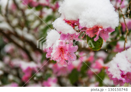Rhododendron Flowers Covered in Snow Showcasing Nature's Beauty 130150748