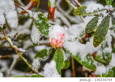 Rhododendron Flowers Covered in Snow Showcasing Nature's Beauty 130150754