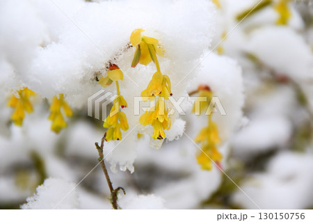 Yellow Flowers Beautifully Covered in Snow Capturing Nature Yellow Flowers Beautifully Covered in Snow Capturing Nature 130150756