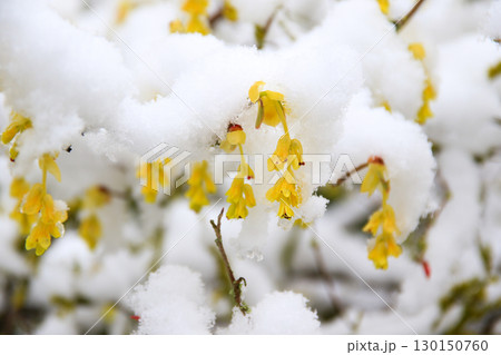 Yellow Flowers Beautifully Covered in Snow Capturing Nature 130150760