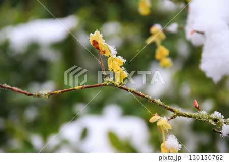 Yellow Flowers Beautifully Covered in Snow Capturing Nature Yellow Flowers Beautifully Covered in Snow Capturing Nature 130150762