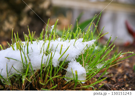 Green Grass Beautifully Covered in Snow Capturing Winter's Essence Green Grass Beautifully Covered in Snow Capturing Winter's Essence 130151243