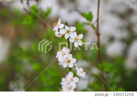 Forest Trees Adorned with White Flowers Blooming in Spring 130151258