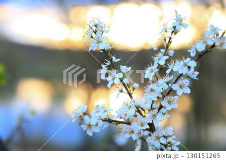 Forest Trees Adorned with White Flowers Blooming in Spring Forest Trees Adorned with White Flowers Blooming in Spring 130151265
