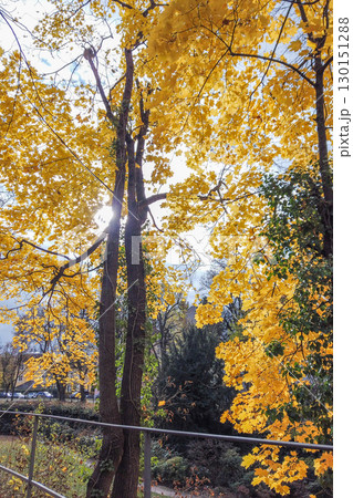 Beautiful Autumn Landscape with Trees and Colorful Leaves 130151288