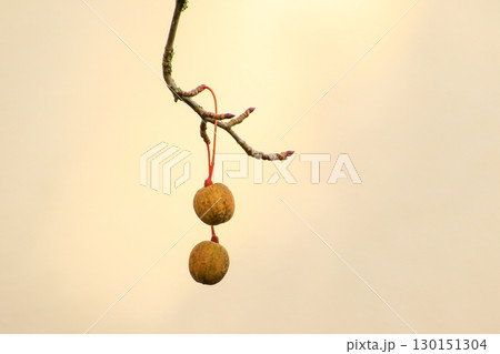 Davidia Involucrata Fruit Detailed Close Up View 130151304