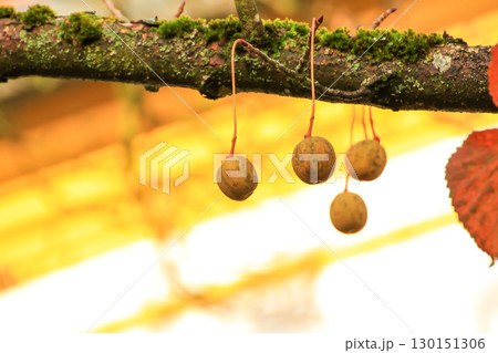 Davidia Involucrata Fruit Detailed Close Up View 130151306
