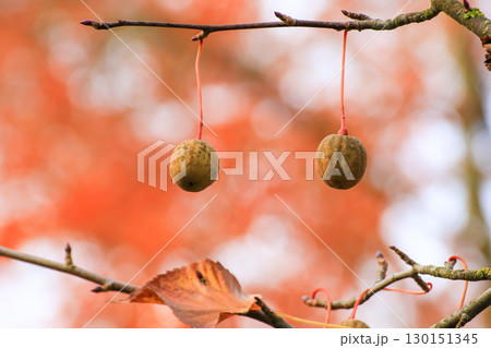 Davidia Involucrata Fruit Detailed Close Up View Davidia Involucrata Fruit Detailed Close Up View 130151345