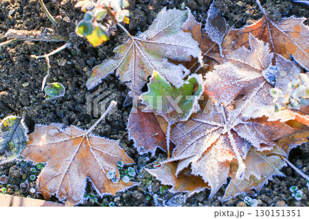 Frost Covered Leaves in Park Detailed Close Up Frost Covered Leaves in Park Detailed Close Up 130151351