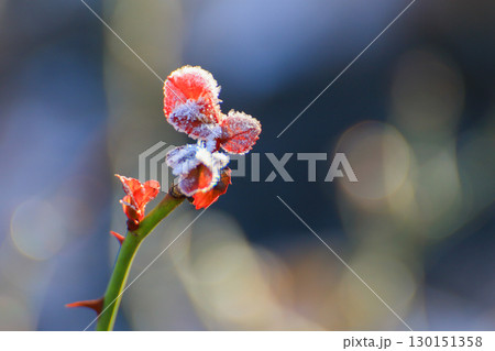 Frost Covered Leaves in Park Detailed Close Up 130151358