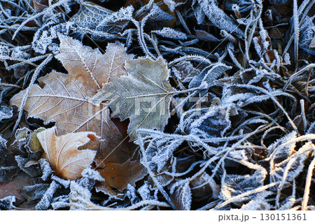 Frost Covered Leaves in Park Detailed Close Up Frost Covered Leaves in Park Detailed Close Up 130151361