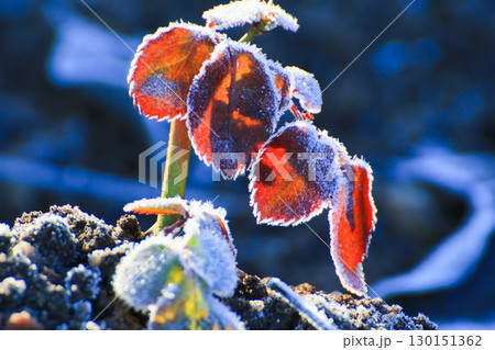 Frost Covered Leaves in Park Detailed Close Up 130151362