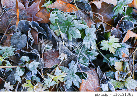 Frost Covered Leaves in Park Detailed Close Up 130151365