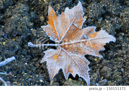 Frost Covered Leaves in Park Detailed Close Up 130151372