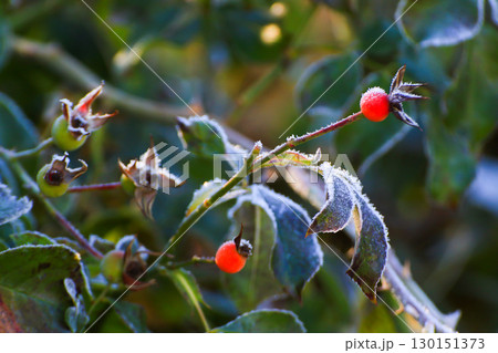 Frost Covered Leaves in Park Detailed Close Up 130151373