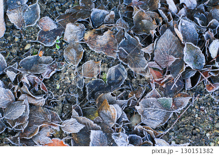 Frost Covered Leaves in Park Detailed Close Up 130151382