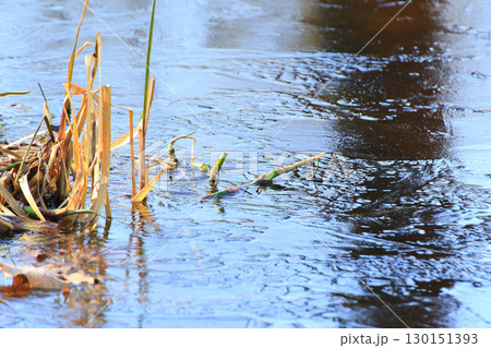 Frozen Leaves and Vegetation on Lake Surface Close Up 130151393