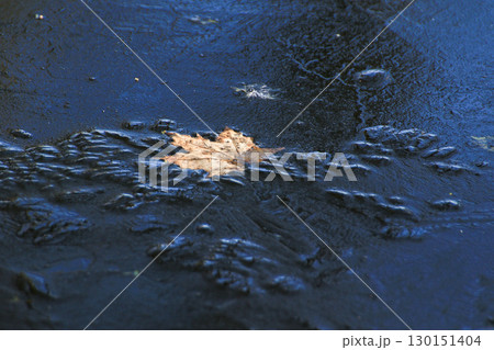 Frozen Leaves and Vegetation on Lake Surface Close Up 130151404