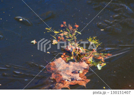 Frozen Leaves and Vegetation on Lake Surface Close Up 130151407