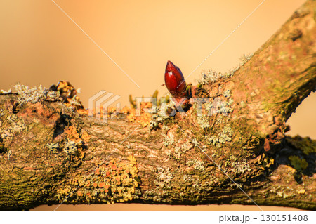 Tree Leaves Buds Close Up Details in Spring 130151408