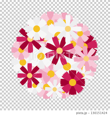 一束盛開的波斯菊花的插圖 一束盛開的波斯菊花的插圖 130151424