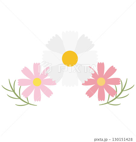 淡い色のコスモスの花の装飾素材 130151428