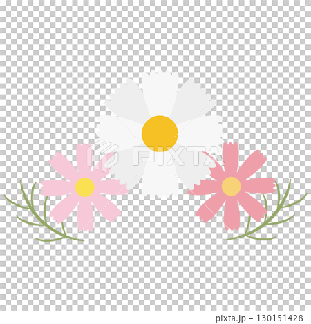 淺色波斯菊裝飾材料 130151428