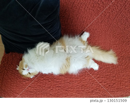 ソファでくつろぐスコティッシュフォールド ソファでくつろぐスコティッシュフォールド 130151509