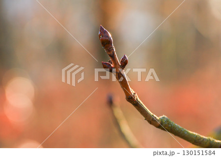 Tree Leaves Buds Close Up Details in Spring 130151584