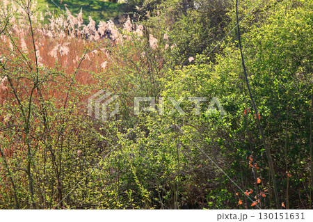 Autumn Vegetation Glows During Golden Sunset Autumn Vegetation Glows During Golden Sunset 130151631